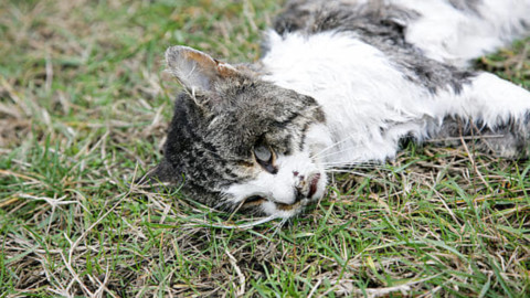 Presunta killer di gatti: “Io trasformata in un mostro. Ma accuse … – MilanoToday
