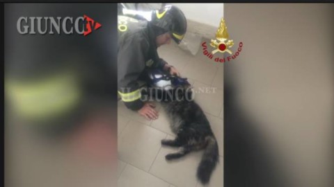 Gatto intossicato dal fumo: i Vigili del fuoco lo salvano con il … – IlGiunco.net