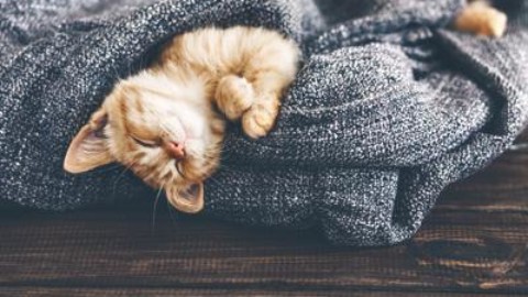 Amanti dei gatti, mete e consigli per viaggi a misura di felino – Adnkronos