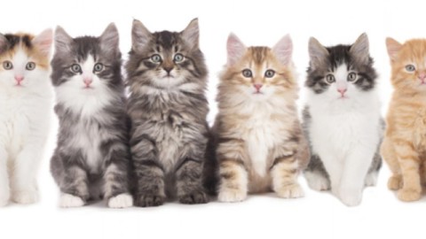 Giornata mondiale del gatto: sui social impazza l'hashtag #CatDay – Si24 – Il vostro sito quotidiano