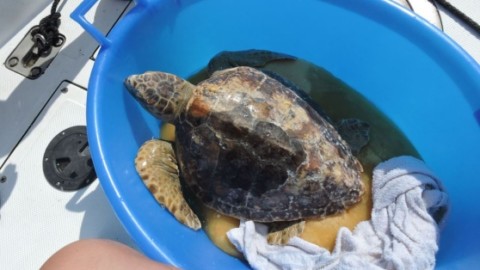 La tartaruga Chiara è tornata a nuotare – la Nuova di Venezia