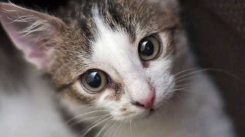 Seviziati e ammazzati: lecchese indagata per uccisione di gatti – Giornale di Lecco