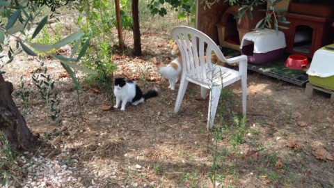 Uno spazio dedicato ai gatti in difficoltà, alle porte di Bari la prima … – BariViva