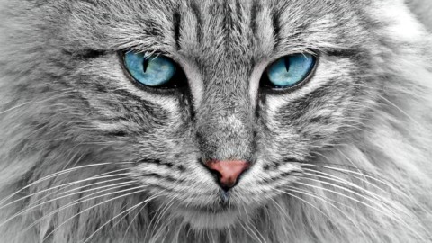 10 cose che (forse) non sai sui gatti – FocusJunior.it
