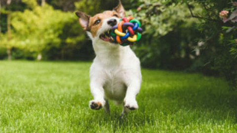 Guida al mondo dei giochi per cani: giochi di agility e intelligenza – TuttoGreen