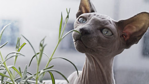 Gatti senza pelo: le razze più famose – GreenStyle