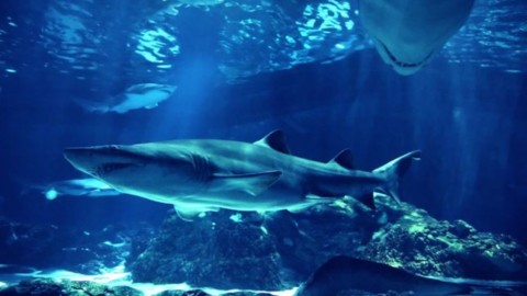 Addio micro-maiali: gli squali sono i nuovi animali domestici preferiti … – MondoFox