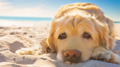 Multe per cani in spiaggia. Ravenna detiene il record di sanzioni … – Ravennanotizie.it