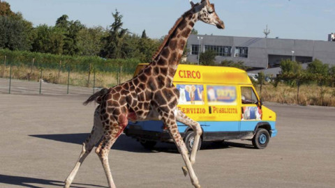 Giraffa morta a Imola: assolto il titolare del circo. Ricorreremo in Appello