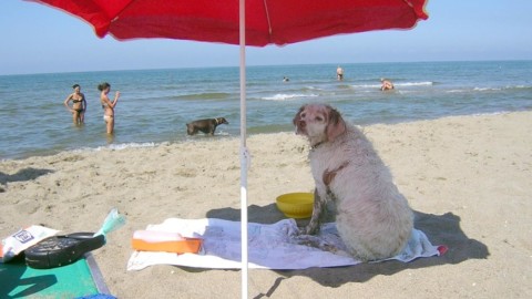 Salento al top, ma non per i cani: spiagge e lidi off limits – Quotidiano di Puglia