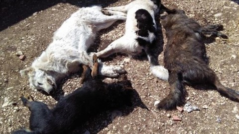Cerchio, strage di cani maremmani avvelenati con la stricnina – Terre Marsicane