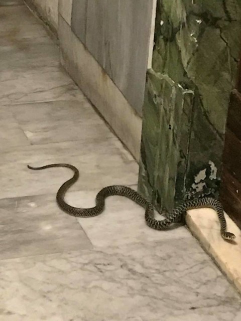 Video shock: ho trovato un serpente sul mio pianerottolo di casa nel … – TPI