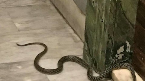 Ho trovato un serpente sul mio pianerottolo di casa nel centro … – TPI