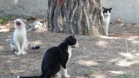 “Via i gatti dalla scuola”, l'ordinanza del sindaco dopo l'ispezione … – Versiliatoday.it