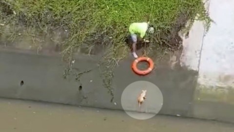 Passante usa un salvagente salva un gatto che rischia di annegare – La Stampa