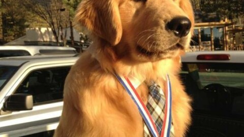 Max, il cane diventato sindaco ad honorem del suo paese – Il Mattino