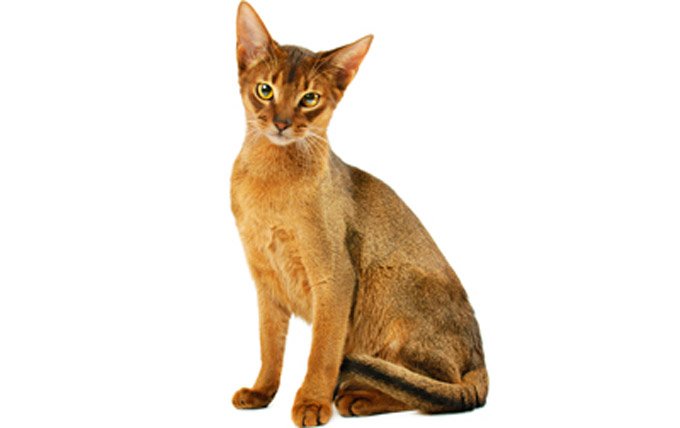 Abyssinian-cat