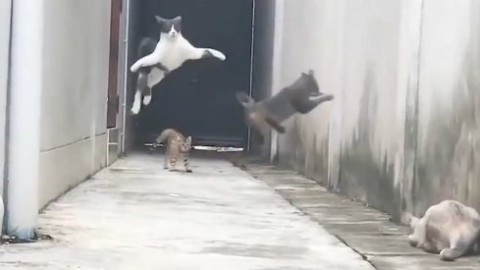 Contro i “bulli” del quartiere, la fuga di questo gatto tra salti e planate … – Il Fatto Quotidiano