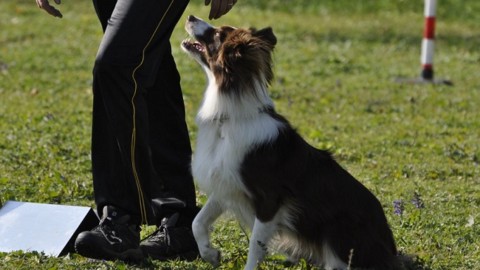 Seconda lezione del corso per proprietari di cani – tgvercelli.it (Comunicati Stampa) (Blog)
