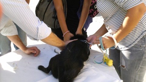 Settembre, ultimo mese per microchippare il cane gratuitamente con … – SanremoNews.it
