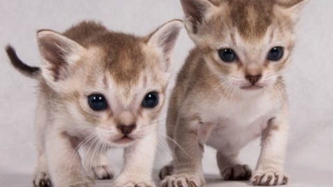 530 gatti in mostra alle Fiere. La razza più piccola al mondo e il … – Next Stop Reggio (Satira) (Comunicati Stampa)
