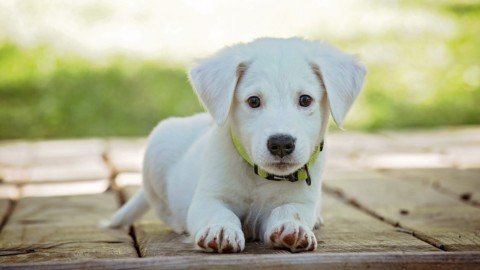 Corso di formazione per i proprietari di cani – NotiziaOggi Vercelli