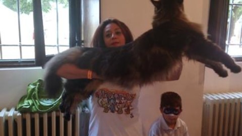 Barivel, il gatto più lungo del mondo, star del Festival dei Gatti. FOTO – Affaritaliani.it