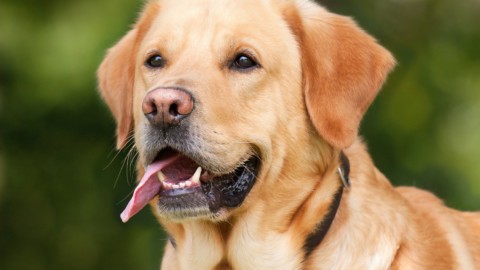 Pet Therapy in classe: un cane come compagno – Orizzonte Scuola
