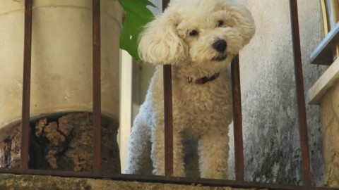 Cani chiusi a lungo sul balcone: arrivano le multe per i proprietari a … – greenMe.it