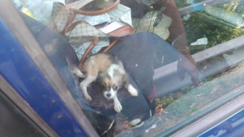 Torriglia, allevava e vendeva cuccioli di cane abusivamente … – Genova24.it