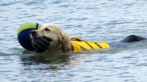 Salvataggio in acqua: al via i corsi di addestramento per cani e … – IlGiunco.net