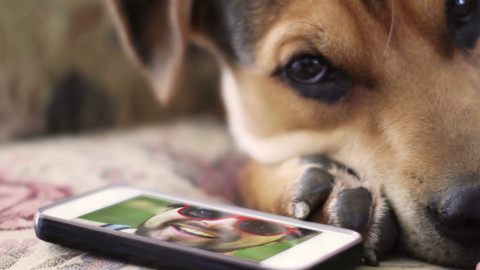 L'uso eccessivo dello smartphone potrebbe danneggiare il tuo cane – Infinity News (Blog)
