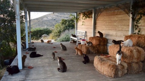 In 35.000 per un posto in un rifugio per gatti sull'isola di Syros in … – Mi-Lorenteggio