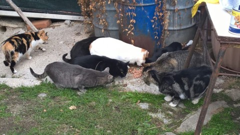 Leidaa Ascoli: “Sosteniamo cani e gatti rimasti soli dopo il sisma … – Piceno Oggi