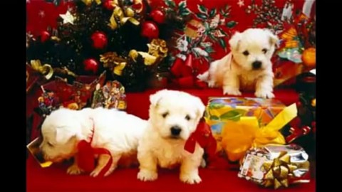 AIDAA: per Natale prenotano i cuccioli con lo sconto – Meteo Web