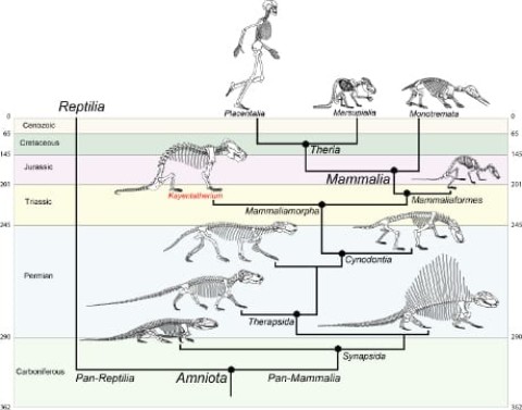Evoluzione da rettili a mammiferi, dai fossili la risposta – Scienzenotizie.it (Comunicati Stampa) (Blog)
