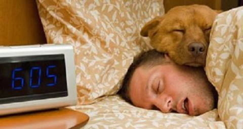 Dormire con gli animali: proprietari di cani e gatti perdono ore di sonno – www.amoreaquattrozampe.it (Blog)