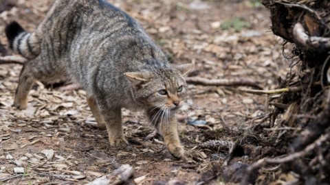 Il gatto selvatico è tornato nelle Prealpi – tio.ch