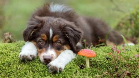 Funghi velenosi attenzione a cani e gatti – www.amoreaquattrozampe.it (Blog)