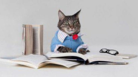 Il gatto piu intelligente del mondo – www.amoreaquattrozampe.it (Blog)
