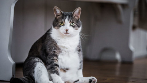 Cani e gatti obesi: dove sbagliamo? – Donna Moderna