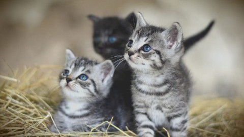 Gatti vietati in un paese della Nuova Zelanda per proteggere la … – Scienze Fanpage