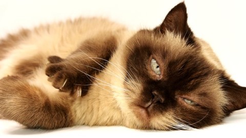 10 imperdibili curiosità sui gatti! – Moondo (Blog)