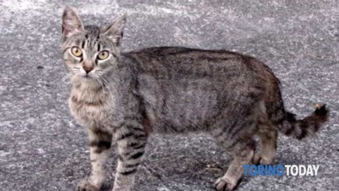 Gatto (obeso) cade dall'ottavo piano in testa a un passante … – TorinoToday