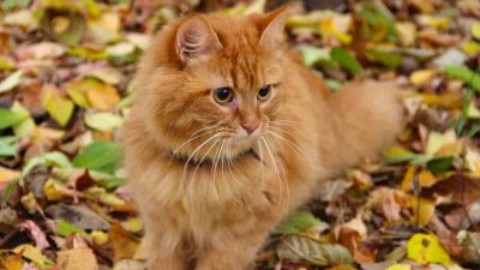 Arriva l'autunno, ecco come il cambio di stagione influisce sul gatto – www.amoreaquattrozampe.it (Blog)