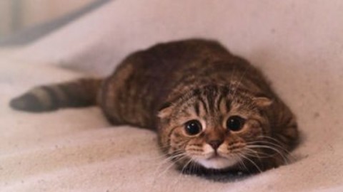 Anche il gatto soffre di ansia da separazione – www.amoreaquattrozampe.it (Blog)