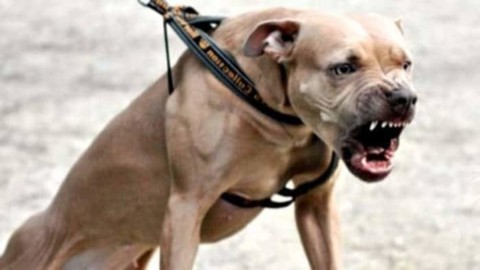 Donna esperta di animali adotta un pitbull, il cane la sbrana nel … – TPI – TPI