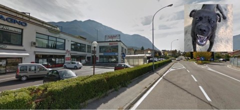 Un pitbull scappa di casa e sbrana due cani in strada … – il Dolomiti