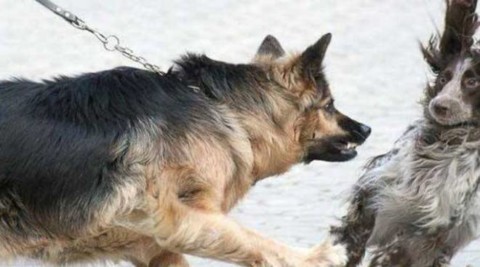 L'aggressività tra cani, comprenderla e saperla gestire – Riviera24