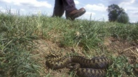 Serpenti velenosi, le stagioni più a rischio: vipere in autunno – www.amoreaquattrozampe.it (Blog)